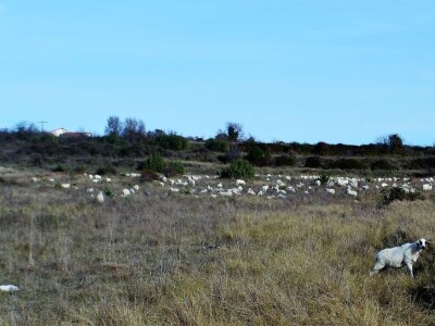 NAPAD VUKOVA  - Nadomak zadarske Kalelerge: Vukovi za blagdane poklali 18 tek ojanjenih janjaca!