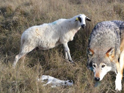 NAPAD VUKOVA  - Nadomak zadarske Kalelerge: Vukovi za blagdane poklali 18 tek ojanjenih janjaca!