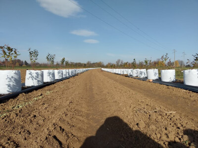 nasad borovnice u vrećama