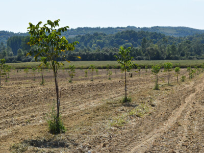 Nasad oraha u Levanjskoj Varoši - Vitalis Nasad oraha u Levanjskoj Varoši - Vitalis