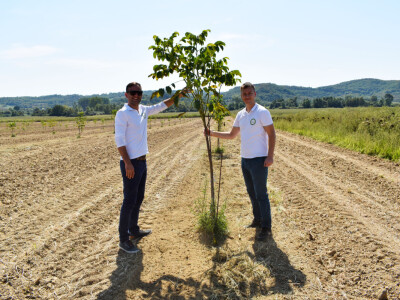Nasad oraha u Levanjskoj Varoši - Vitalis Nasad oraha u Levanjskoj Varoši - Vitalis