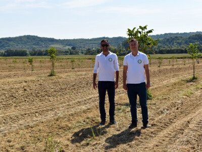 Nasad oraha u Levanjskoj Varoši - Vitalis Nasad oraha u Levanjskoj Varoši - Vitalis