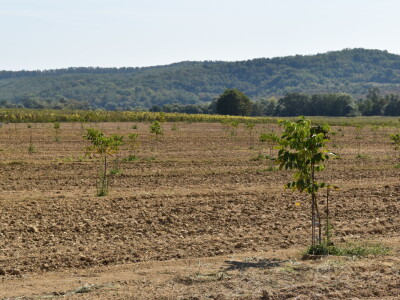 Nasad oraha u Levanjskoj Varoši - Vitalis Nasad oraha u Levanjskoj Varoši - Vitalis