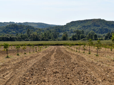 Nasad oraha u Levanjskoj Varoši - Vitalis Nasad oraha u Levanjskoj Varoši - Vitalis