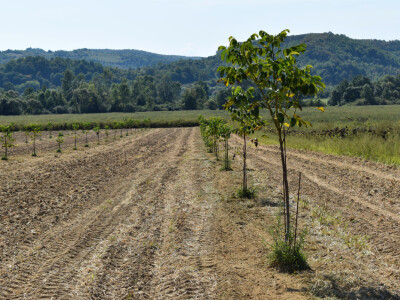 Nasad oraha u Levanjskoj Varoši - Vitalis Nasad oraha u Levanjskoj Varoši - Vitalis