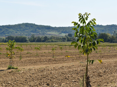 Nasad oraha u Levanjskoj Varoši - Vitalis Nasad oraha u Levanjskoj Varoši - Vitalis
