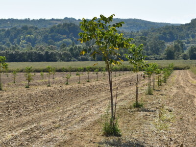 Nasad oraha u Levanjskoj Varoši - Vitalis Nasad oraha u Levanjskoj Varoši - Vitalis
