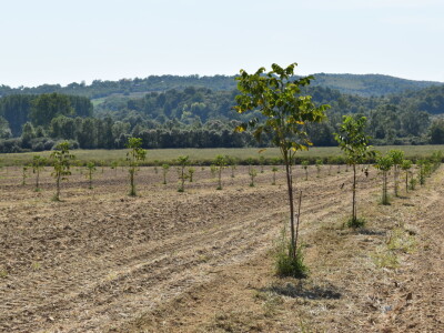 Nasad oraha u Levanjskoj Varoši - Vitalis Nasad oraha u Levanjskoj Varoši - Vitalis
