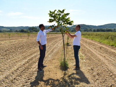 Nasad oraha u Levanjskoj Varoši - Vitalis Nasad oraha u Levanjskoj Varoši - Vitalis