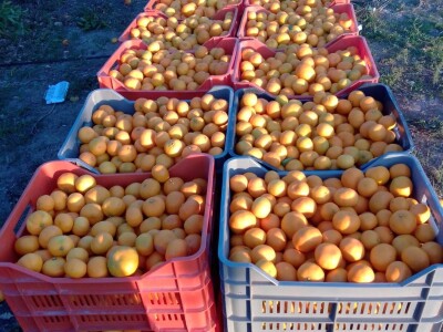 Nasadi mandarina Matka Filipovića u Opuzenu