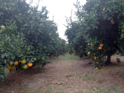 Nasadi mandarina Matka Filipovića u Opuzenu