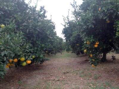 Nasadi mandarina Matka Filipovića u Opuzenu
