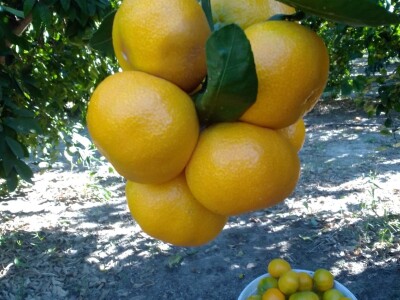 Nasadi mandarina Matka Filipovića u Opuzenu