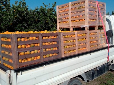 Nasadi mandarina Matka Filipovića u Opuzenu