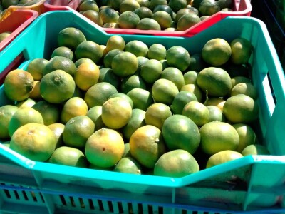 Nasadi mandarina Matka Filipovića u Opuzenu