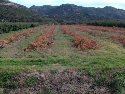 Nasadi mandarina Matka Filipovića u Opuzenu