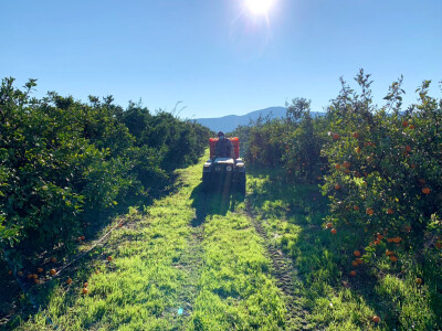 Nasadi mandarina Matka Filipovića u Opuzenu