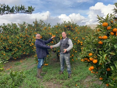 Nasadi mandarina Matka Filipovića u Opuzenu