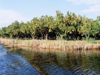Nasadi mandarina u dolini Neretve - uz jendeke (kanale) Nasadi mandarina u dolini Neretve - uz jendeke (kanale)