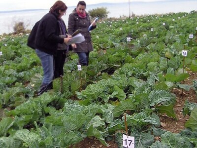 Nasadi mlade raštike