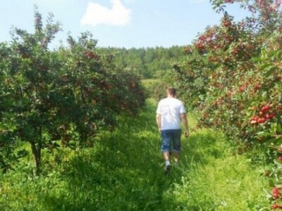 Nasadi višnje maraske