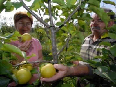 Nashi (naši) - japanske kruške u Ludbergu