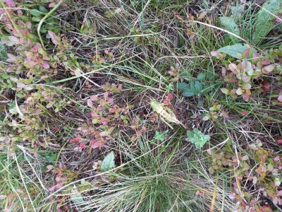 Naše trave interesantne i za istraživače sa Novog zelanda