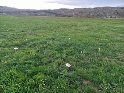 Naše trave interesantne i za istraživače sa Novog zelanda