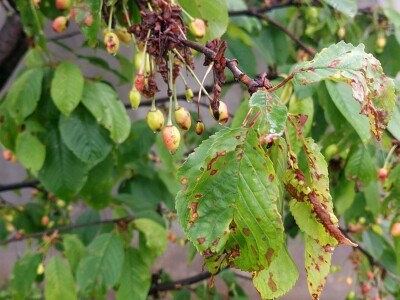 Kiša uništila rod pojedinih voćnih vrsta Kiša uništila rod pojedinih voćnih vrsta