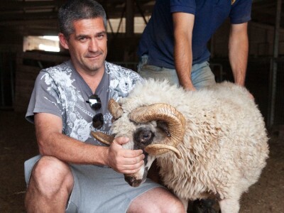 Farma ovaca u selu Nunić