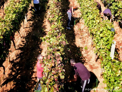 Grožđe beremo ručno i to su nam najljepši dani u godini