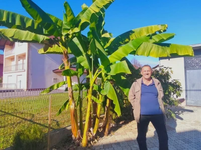 Banana u Sanskom Mostu