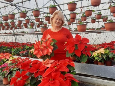 U plastenicima Novaković sve je šareno, Božićna zvezda i ciklama najprodavanije biljke tokom zime, foto: M. Lazarević
