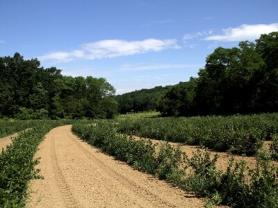 Već prve godine nasad je dao nekoliko stotina kilograma plodova