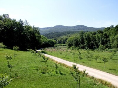 Sevšek je uvjeren kako će s postojećim sadnicama u konačnici dobivati urod od čak 40 tona aronije