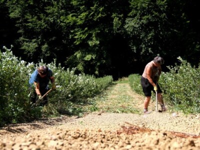 Berba počinje u kolovozu