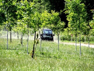 Angažirani su i stručnjaci Šumarskog instituta iz Jastrebarskog kod kestena i oraha