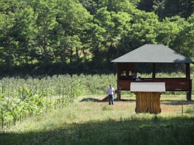 Vladimir Sevšek životnu ušteđevinu uložio u ekološki uzgoj