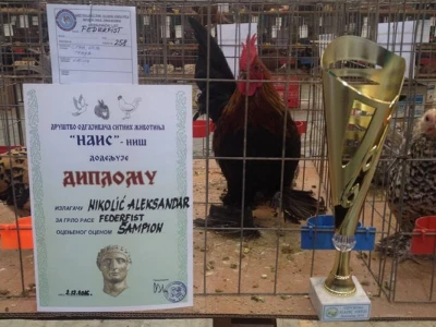 Naslovna - Petao šampion u kategoriji rase federfist