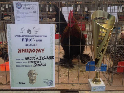 Naslovna - Petao šampion u kategoriji rase federfist