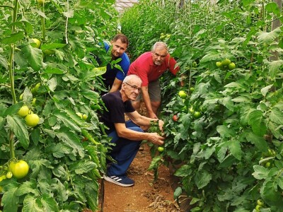 OPG MILAN RAK / COLIĆ TRADE: Umirovljenik iz Rakova sela povećao proizvodnju rajčice sa 3 na 60 tona!