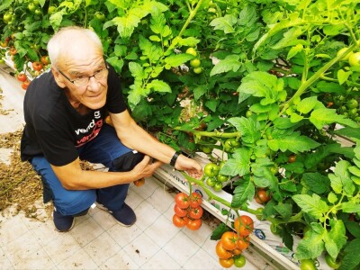 OPG MILAN RAK / COLIĆ TRADE: Umirovljenik iz Rakova sela povećao proizvodnju rajčice sa 3 na 60 tona!