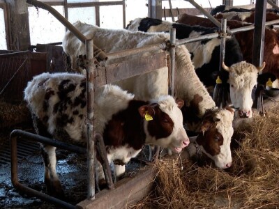 Nastavio tradiciju od pradjeda: Nova mljekara potencijal za širenje