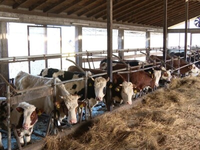 Nastavio tradiciju od pradjeda: Nova mljekara potencijal za širenje