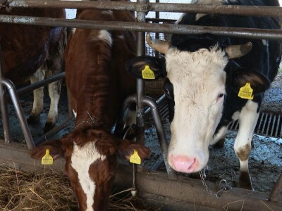 Nastavio tradiciju od pradjeda: Nova mljekara potencijal za širenje