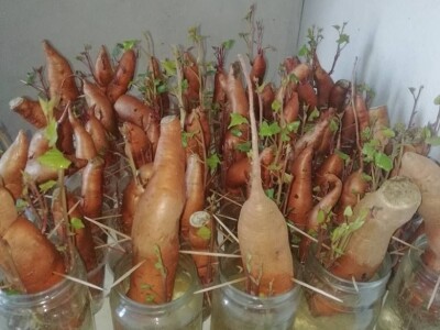 Natalija Šunjić-Gizdić