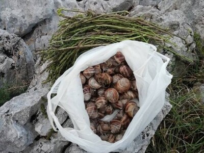 Natalija Šunjić-Gizdić