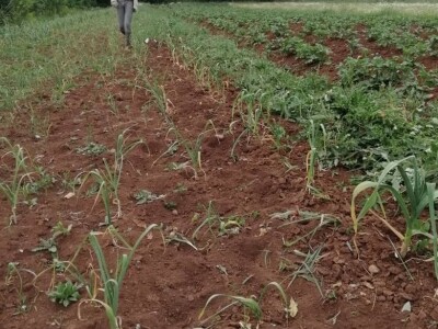 Natalija Šunjić-Gizdić