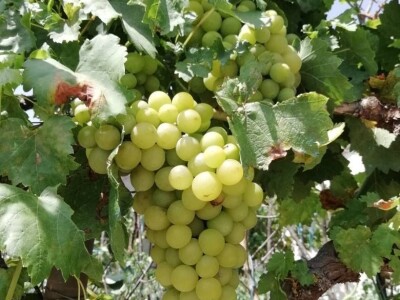 Natalija Šunjić-Gizdić