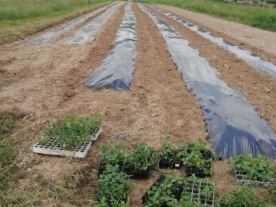 Natalija Šunjić-Gizdić